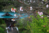 鎌倉龍宝寺の冬桜