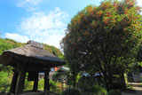 鎌倉円応寺 キンモクセイと鐘楼