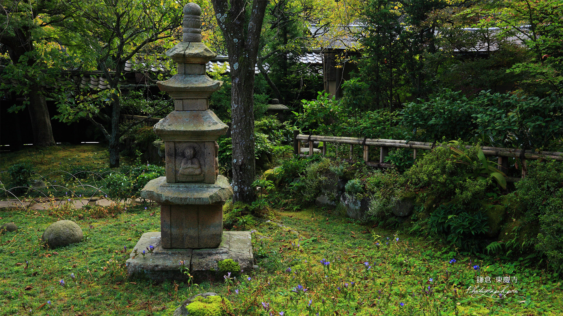 東慶寺 リンドウと宝塔
