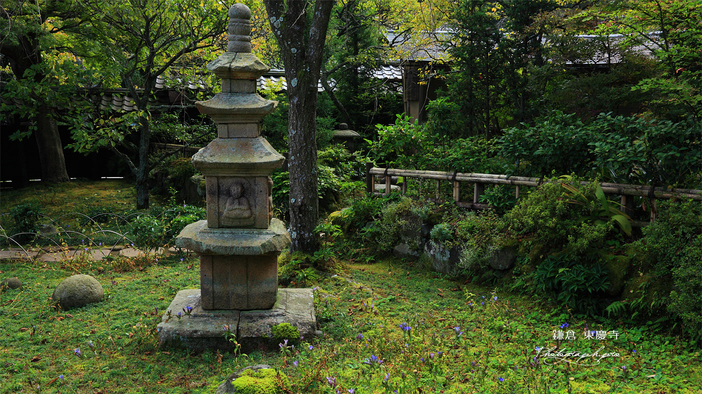 東慶寺 リンドウと宝塔 壁紙