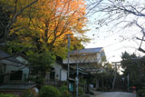 鎌倉小動神社 イチョウの黄葉