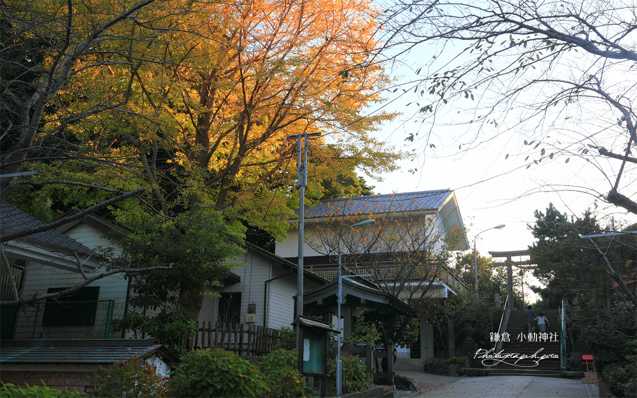 鎌倉小動神社 イチョウの黄葉 壁紙