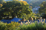 芒と円覚寺伝宗庵