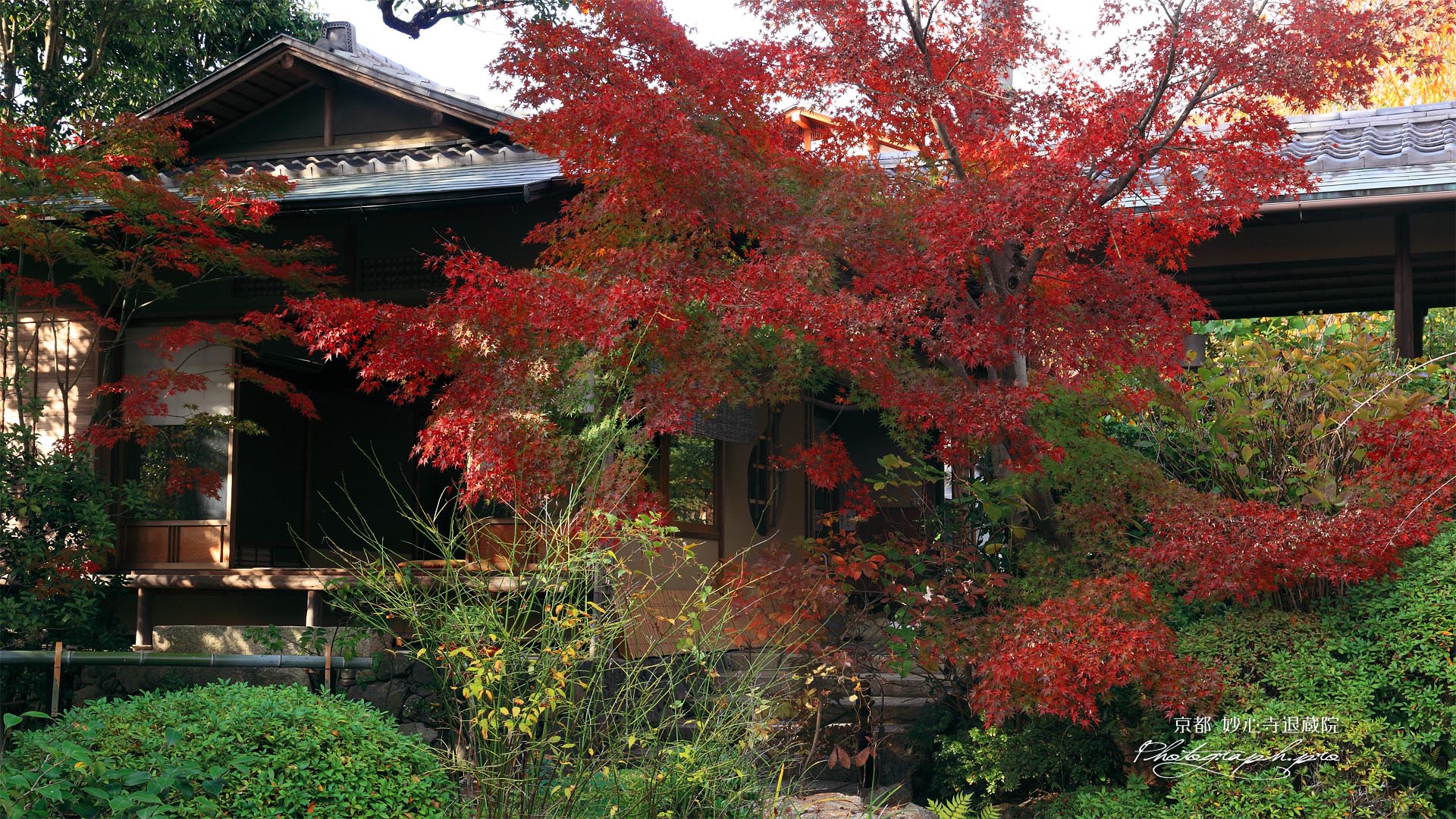 妙心寺退蔵院 紅葉と大休庵