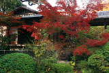 妙心寺退蔵院 紅葉と大休庵