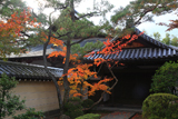 妙心寺霊雲院 紅葉と大玄関
