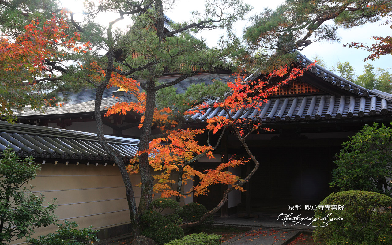 妙心寺霊雲院 紅葉と大玄関 壁紙