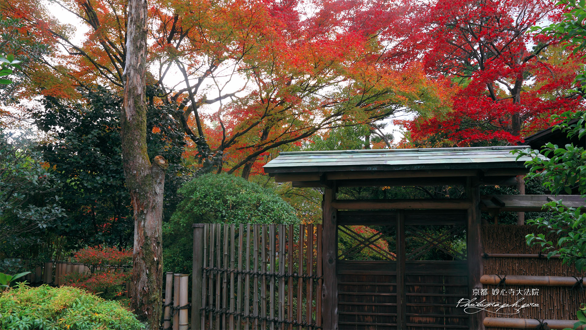 妙心寺大法院墓所の紅葉