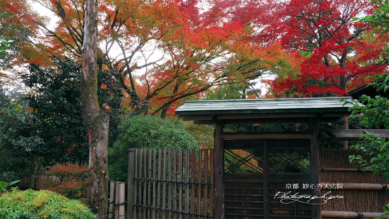 妙心寺大法院墓所の紅葉 壁紙