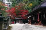 京都石座神社 紅葉と東西本殿