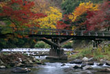 京都八瀬 紅葉の八瀬川
