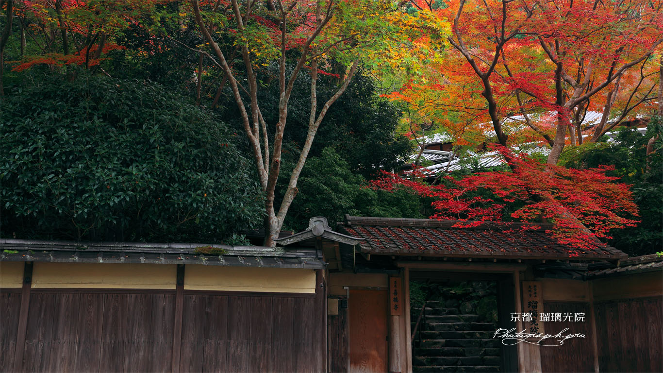 瑠璃光院山門の紅葉 壁紙