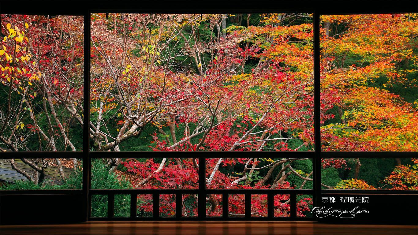 瑠璃光院書院からの紅葉 壁紙