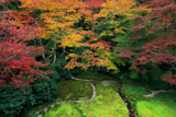 瑠璃光院 瑠璃の庭の紅葉