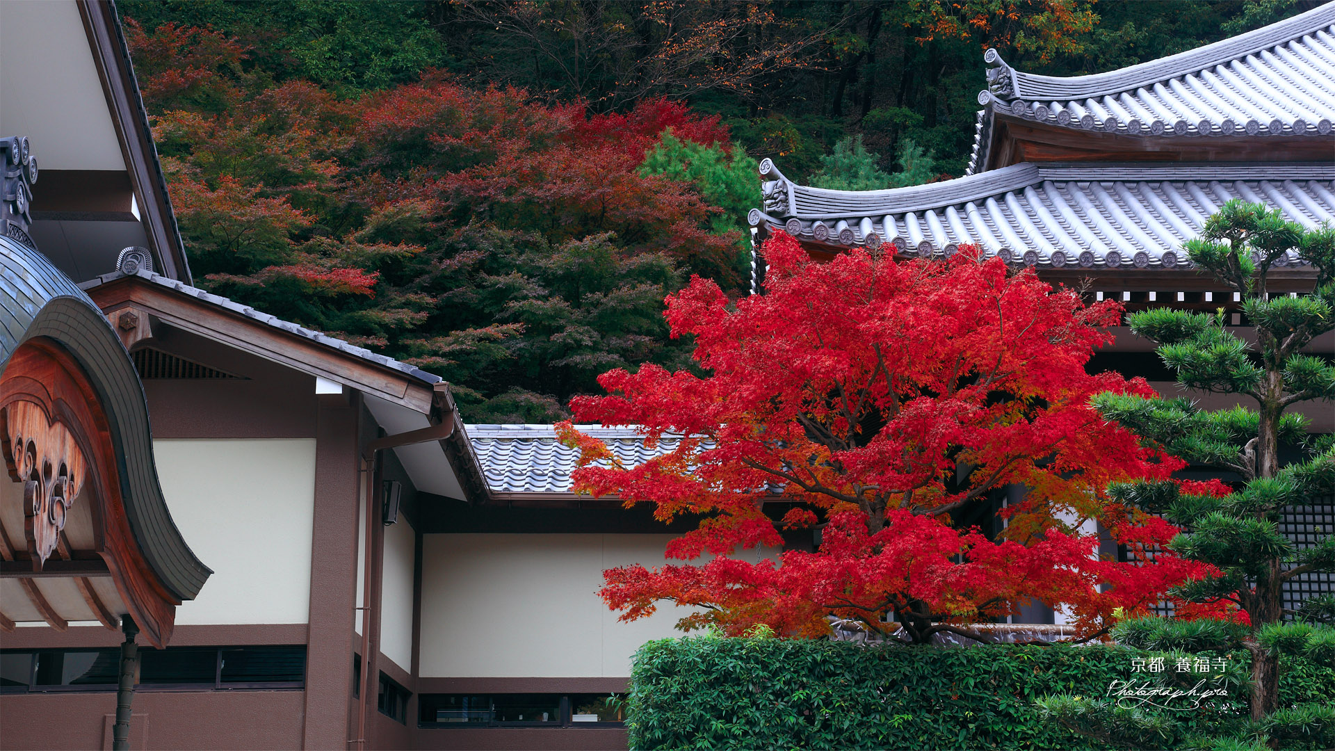 京都八瀬 養福寺の紅葉