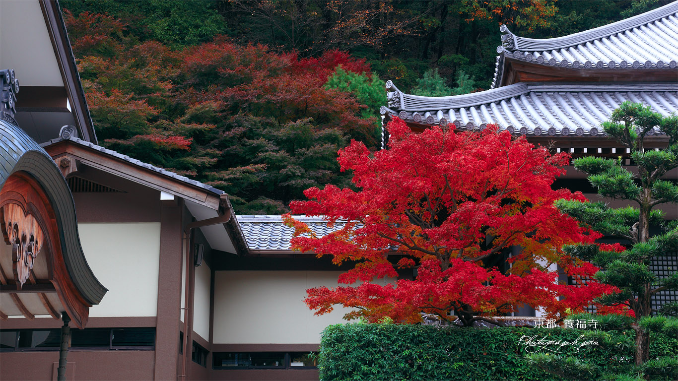 京都八瀬 養福寺の紅葉 壁紙