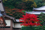 京都八瀬 養福寺の紅葉