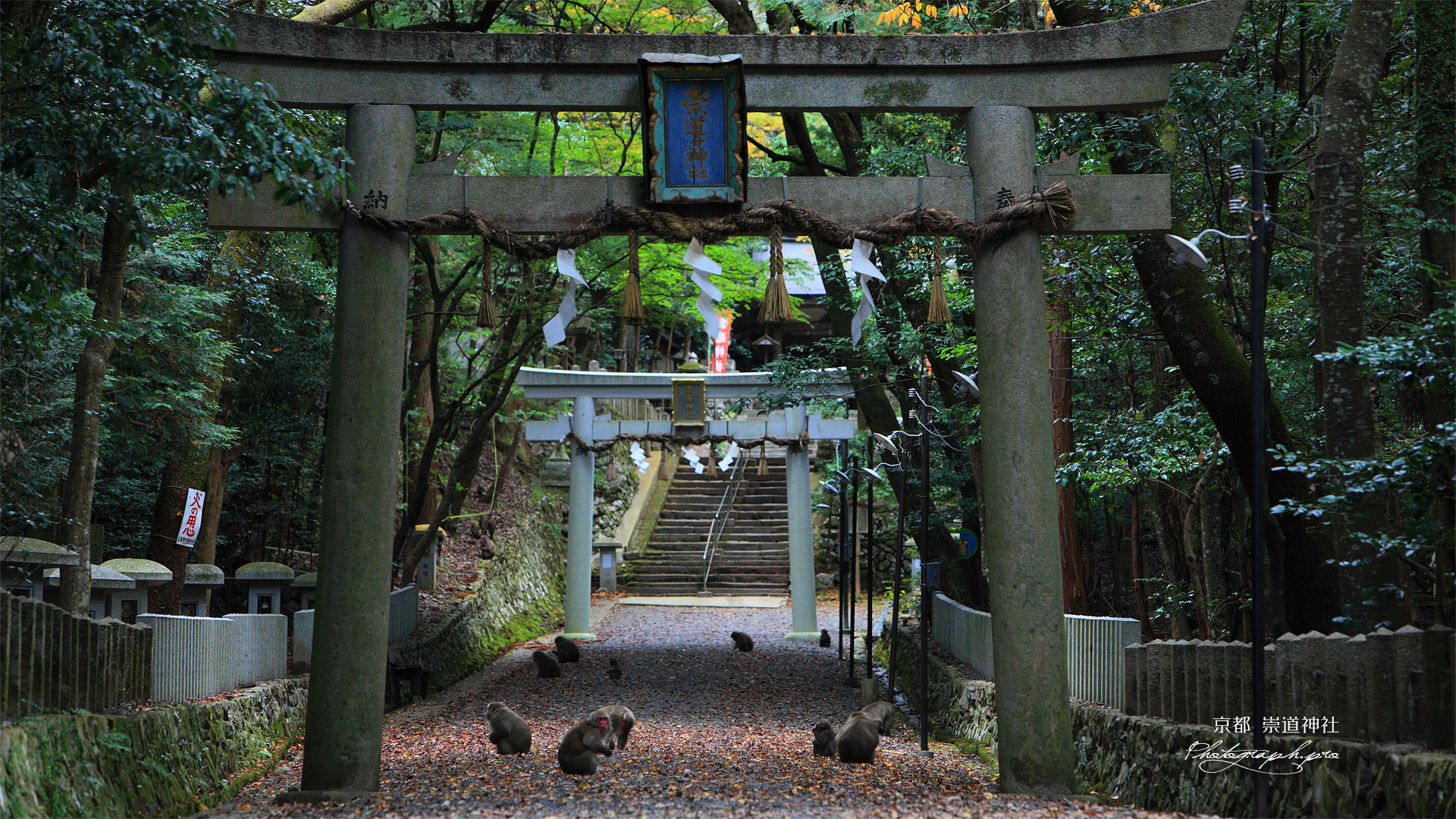 崇道神社 参道のサル