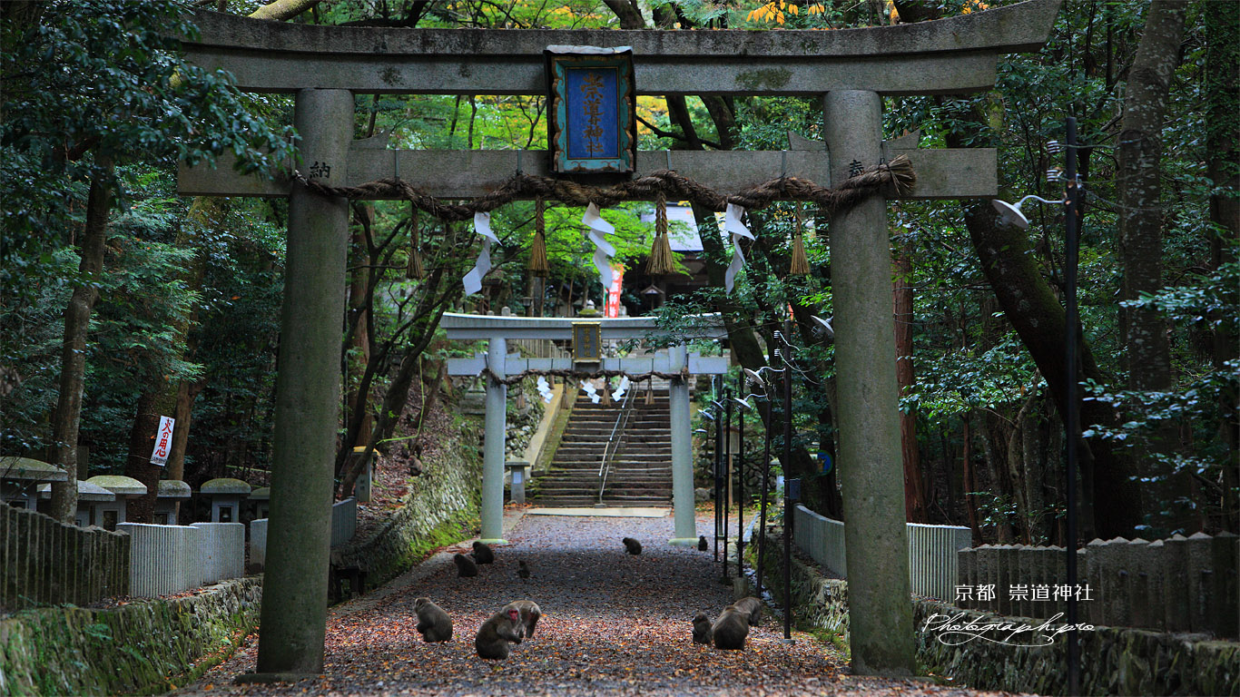 崇道神社 参道のサル 壁紙