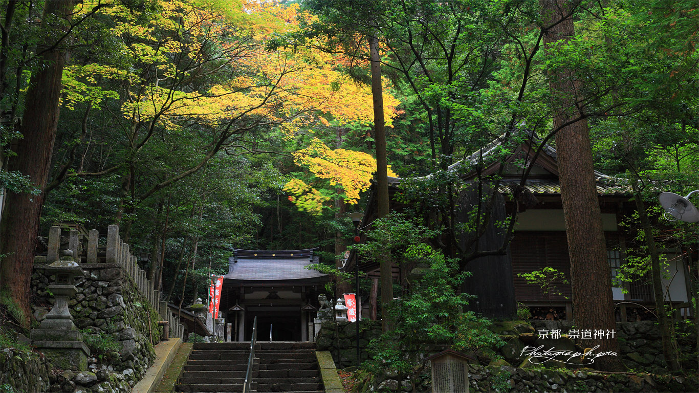 崇道神社 社殿と紅葉 壁紙