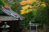 崇道神社 社務所と紅葉