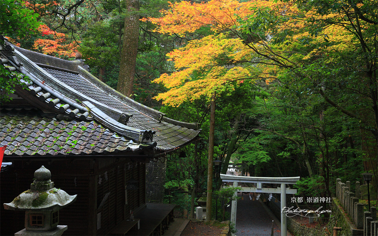 崇道神社 社務所と紅葉 壁紙