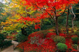 詩仙堂の散り紅葉