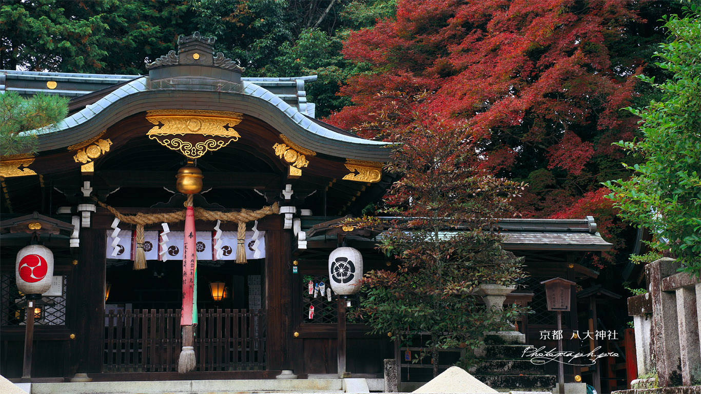京都八大神社 本殿と紅葉 壁紙