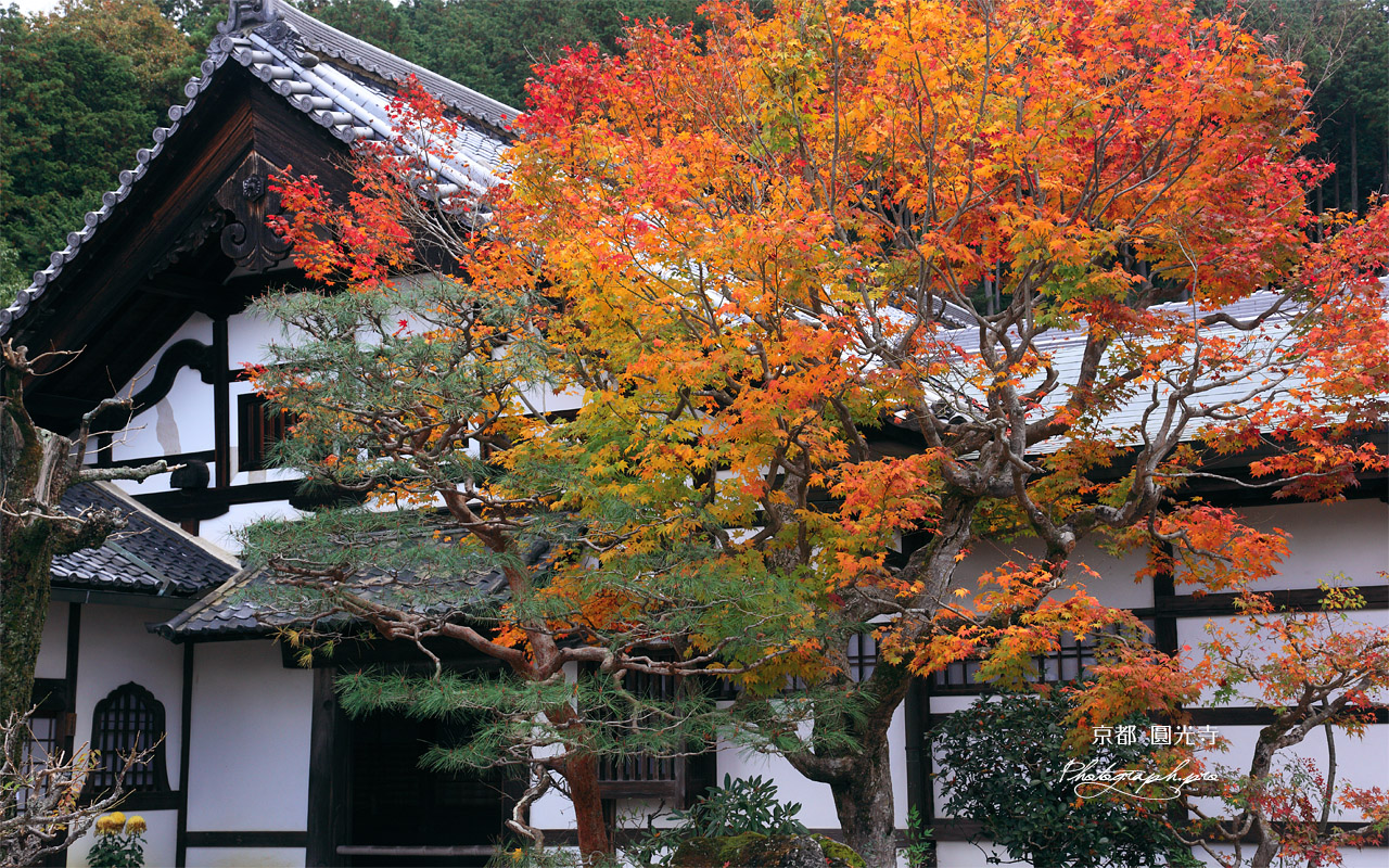 圓光寺 紅葉と庫裏 壁紙