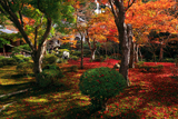 圓光寺 紅葉の十牛之庭