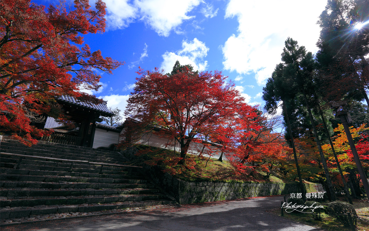 曼殊院 紅葉と築地塀 壁紙