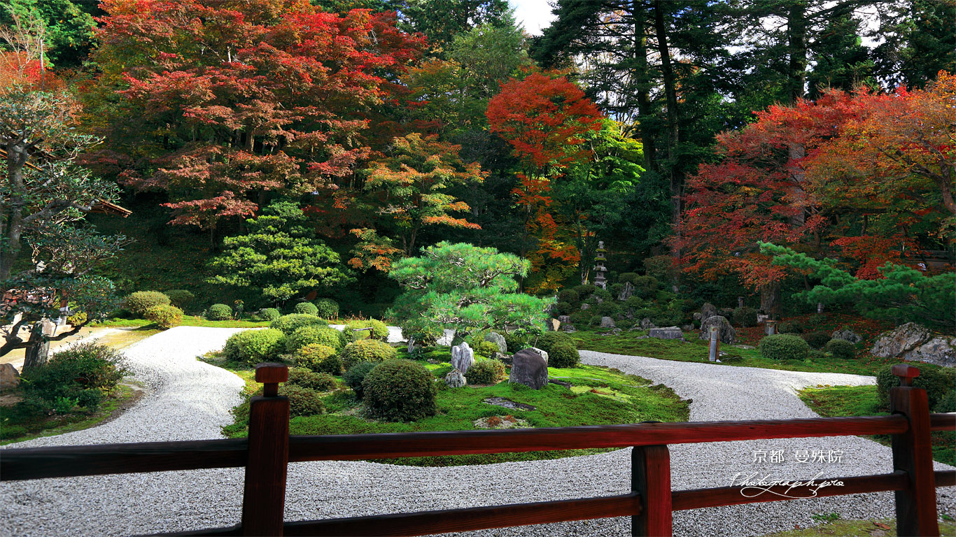曼殊院 紅葉の庭園 壁紙