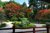 曼殊院 紅葉の庭園