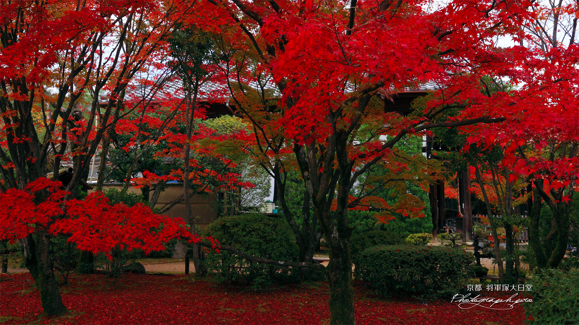 紅葉の庭園と将軍塚大日堂