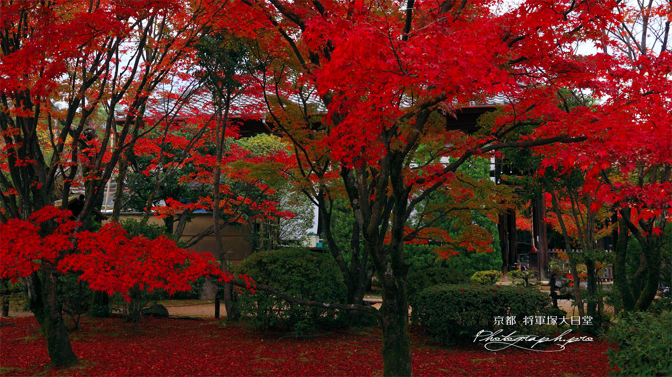 紅葉の庭園と将軍塚大日堂 壁紙