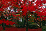 紅葉の庭園と将軍塚大日堂