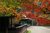 日向大神宮 三色紅葉越しの外宮