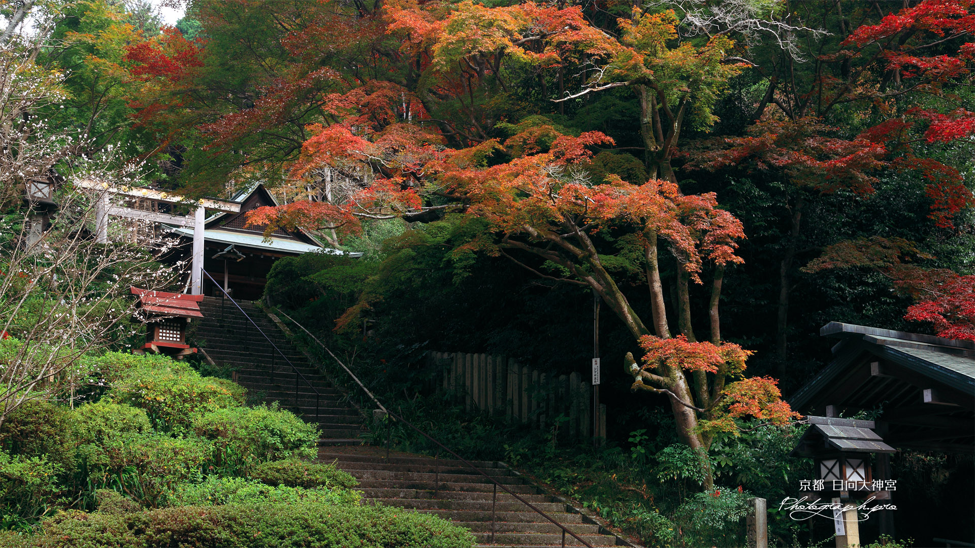 日向大神宮 十月桜と紅葉