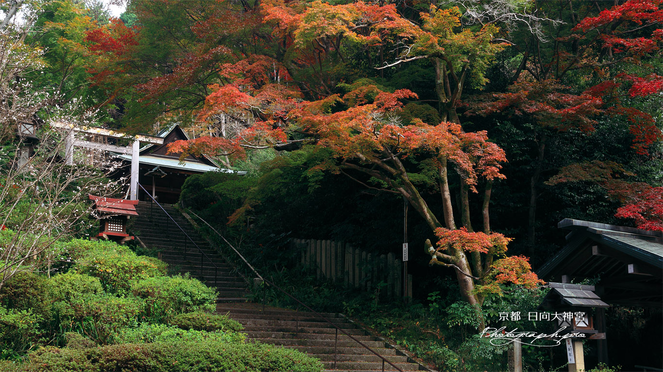 日向大神宮 十月桜と紅葉 壁紙