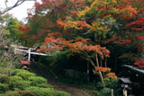 日向大神宮 十月桜と紅葉