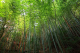日向大神宮 傘谷の竹林