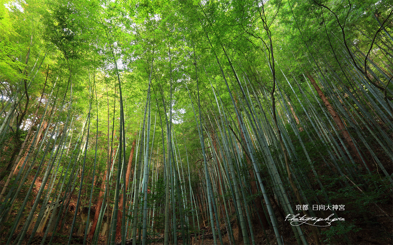 日向大神宮 傘谷の竹林 壁紙
