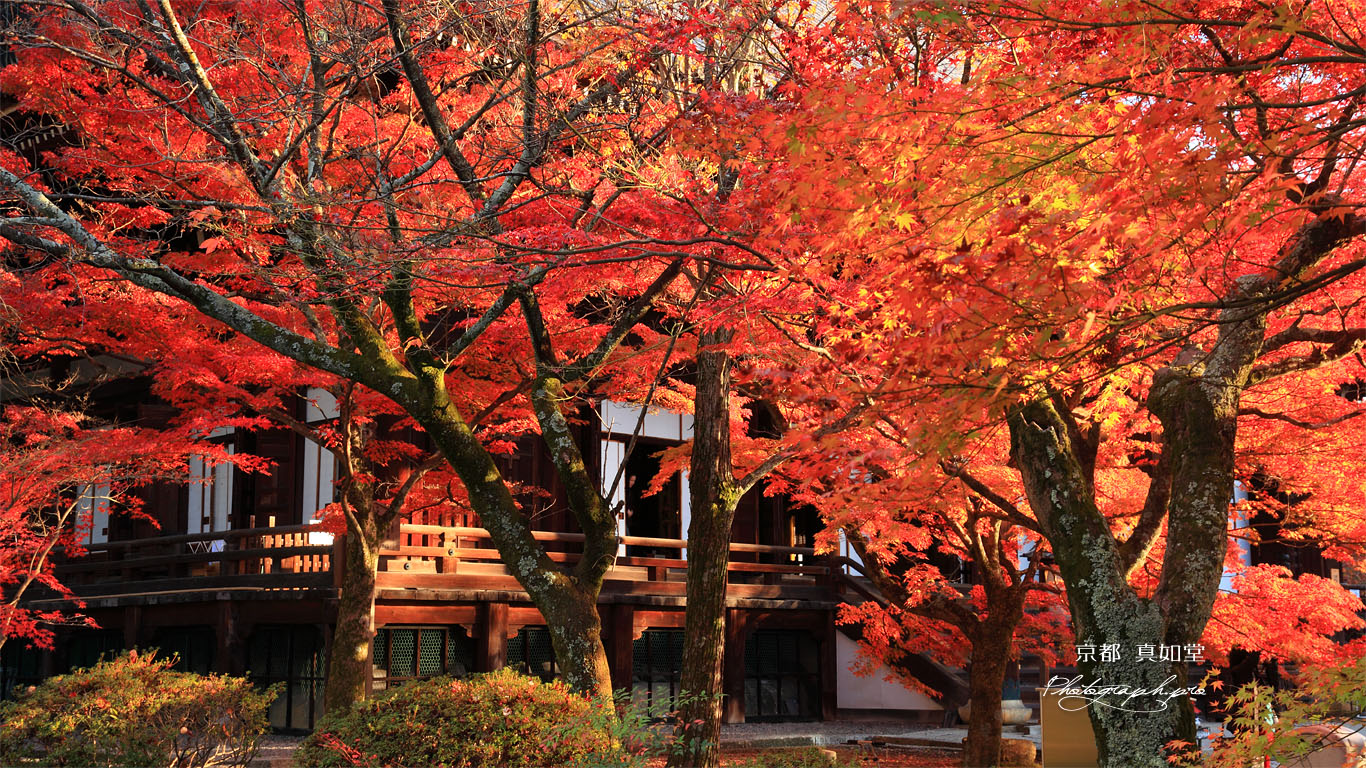 真如堂本堂前の紅葉 壁紙
