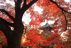 真如堂の紅葉