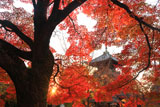 岡崎・吉田・川端