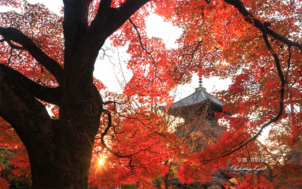 真如堂の紅葉と三重塔 壁紙