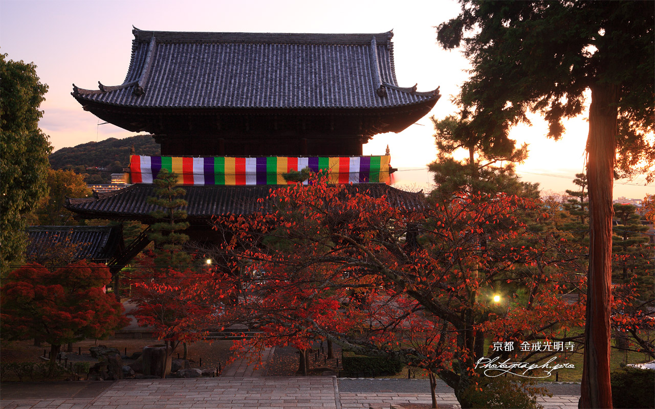 金戒光明寺 桜紅葉と三門 壁紙