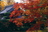 紅葉と随心院薬医門