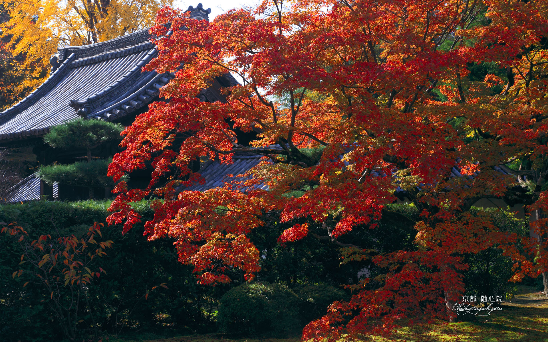 紅葉と随心院薬医門