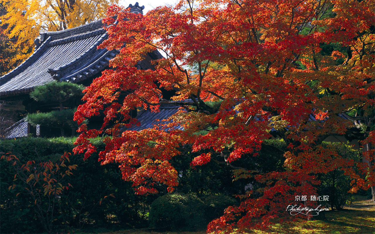 紅葉と随心院薬医門 壁紙